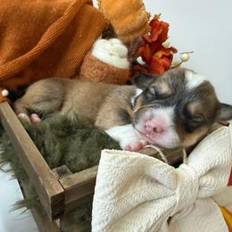 Graham - Sable male American Corgi puppy in Paxton, Illinois from McGovern Family Corgis