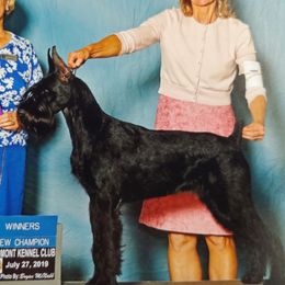 Angel - Giant Schnauzer