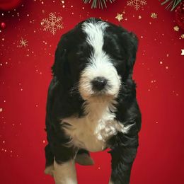 Prancer - Black and white female Sheepadoodle puppy in Candler, North Carolina from Celia's Sheepadoodles
