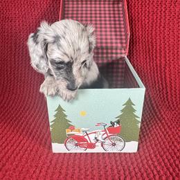 Cookie - Dapple female Dachshund puppy in Kissimmee, Florida from Mini Doxie Cuties