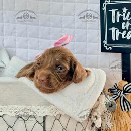 Miss. Pink-3200 - Chocolate female Dachshund puppy in Sparr, Florida from From the Heart Doxies