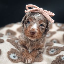 Islay Rose - Chocolate merle female Bernedoodle puppy in Fleming Island, Florida from Island Doodles