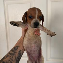 Sif - Piebald female Dachshund puppy in Conroe, Texas from R&M Dachshunds