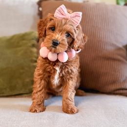 Nova - Red  female Goldendoodle puppy in Garden Grove, California from Sunkissed Doodles