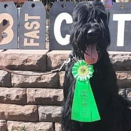 Giant Schnauzers from Liberty Giant Schnauzers