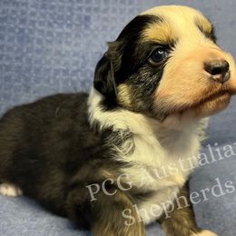 Australian Shepherd Puppies from PCG Farms