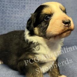 Australian Shepherd Puppies from PCG Farms