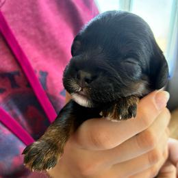 Aries - Black and tan male Cavapoo puppy in Adrian, Oregon from ApplebyFarm