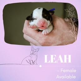 Leah - Black and tan female Pembroke Welsh Corgi puppy in South Otselic, New York from Ridge Top Corgis