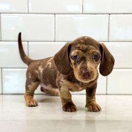 Latte - Dapple female Dachshund puppy in Waddell, Arizona from Neu Doxies