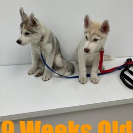 Siberian Husky Puppies from Coral Gables Siberians