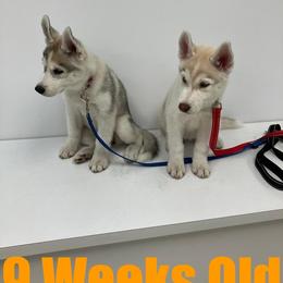 Siberian Husky Puppies from Coral Gables Siberians
