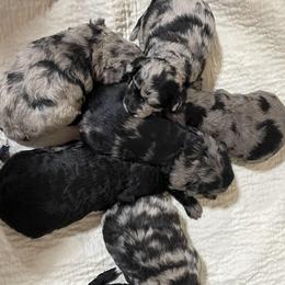 Aussiedoodle puppies from Deep Creek Mini Aussiedoodles