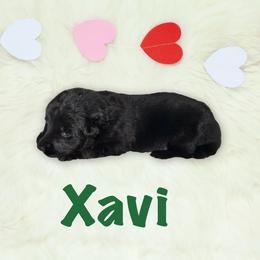 Xavi - Black male German Shepherd puppy in Graham, Washington from Wildeflecken Shepherds