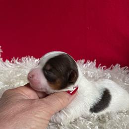 Boy 2 - Chocolate, tan and white male Yorkshire Terrier puppy in Carleton, Michigan from Jo Smallwood