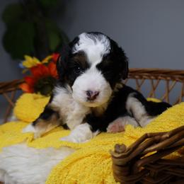 Jet - Black tri-color male Aussiedoodle puppy in Fort Myers, Florida from Little Golden Farm