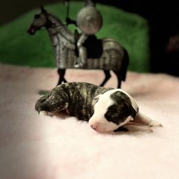 Girl 1 - Red brindle Whippet puppy in Williamsport, Pennsylvania from Willowisp Whippets
