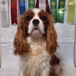 Camilla - Cavalier King Charles Spaniel