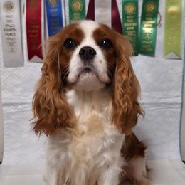 Camilla - Cavalier King Charles Spaniel