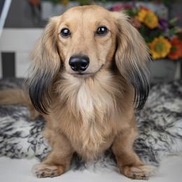 Dachshund puppies from Dachsy