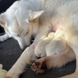Female 2 - White female Berger Blanc Suisse puppy in Wisconsin from Andeli vjecnosti