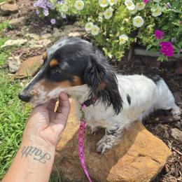Amelia - Dachshund