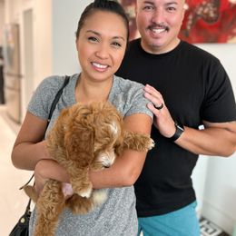 Bernedoodle, Goldendoodle, and Poodle Puppies from Teddy Doodles & Standard Poodles