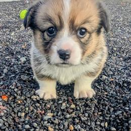 Native - Sable and white male Cardigan Welsh Corgi puppy in Hotchkiss, Colorado from Bell S Ranch