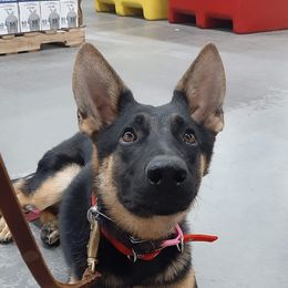 German Shepherd All Grown Up from Hundes Des Waldes Working dogs