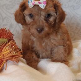 Jillian - Apricot female Poodle puppy in Milford, Indiana from Olde Heritage K-9