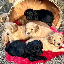 Australian Labradoodle Puppies from Lake Bay Labradoodles