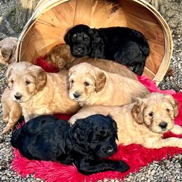 Australian Labradoodle Puppies from Lake Bay Labradoodles