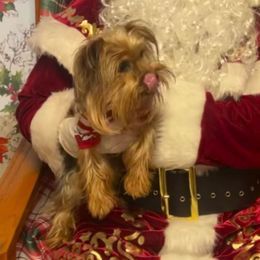 Annie - Yorkshire Terrier