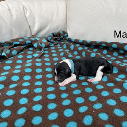 Double Doodle Puppies from Kirkham Doods