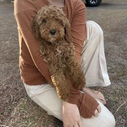 Red collar - Red  female Goldendoodle puppy in Lake Butler, Florida from Providence Ranches