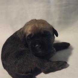 Blue collar - Fawn male Great Dane puppy in Mineola, Texas from RC Ranch Great Danes And Cane Corsos