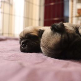 Pug Puppies from The Grumble Pack