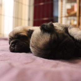 Pug Puppies from The Grumble Pack