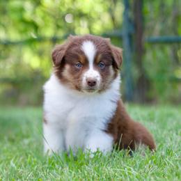 Rtf1 - Red tri-color female Miniature American Shepherd puppy in Stephenville, Texas from Diamond H Aussies