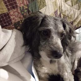 Annie - Miniature Australian Shepherd