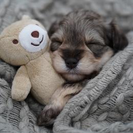 Holly - Liver female Miniature Schnauzer puppy in Collinsville, Mississippi from Hillside Kennels