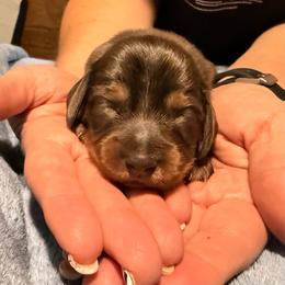 Big Boy - Fawn (isabella) and cream male Dachshund puppy in Glendale, Arizona from Collier Dachshunds
