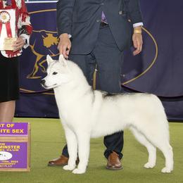 Siberian Huskies from Sibifox Siberians