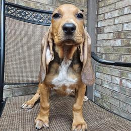 Ginger - Red female Colombian Fino Hound puppy in Kingston, Tennessee from Fino Hounds USA
