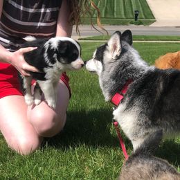 Icelandic Sheepdog Puppies from Kessel Run Icelandic Sheepdogs