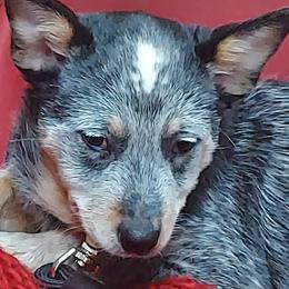 Australian Cattle Dog All Grown Up from Woodin Farms