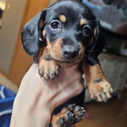 Tootsie - Black and tan female Dachshund puppy in Sturtevant, Wisconsin from Nicole's Dachshunds