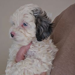 Betty - Merle female Cockapoo puppy in Galena, Illinois from Perry's doodles