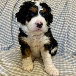 Bernedoodles from King's Doodles