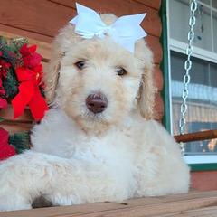 Dachshunds and Goldendoodles from C5 Doodles